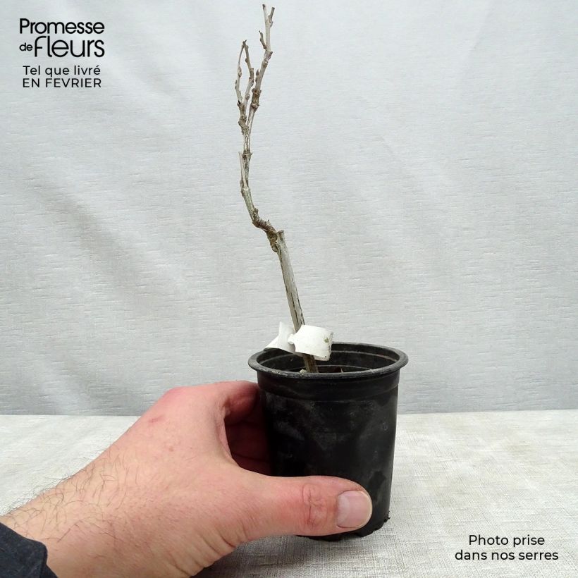 Wisteria floribunda 8/9 cm pot sample as delivered in winter