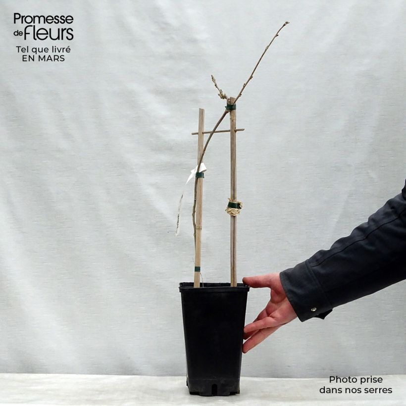 Wisteria floribunda 3L/4L pot sample as delivered in winter