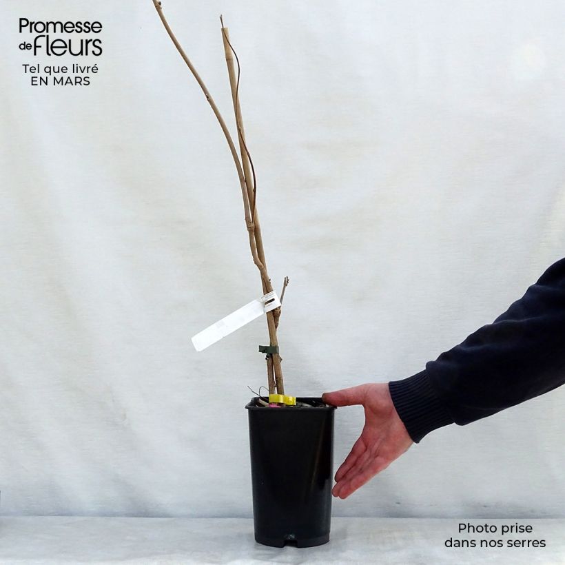 Wisteria venusta 2L/3L pot sample as delivered in spring