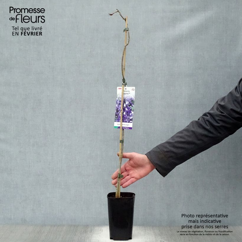 Wisteria venusta Okayama 2L/3L pot sample as delivered in winter