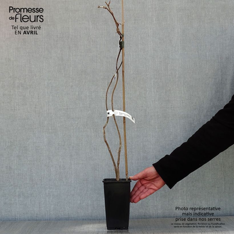 Wisteria venusta Okayama 2L/3L pot sample as delivered in spring