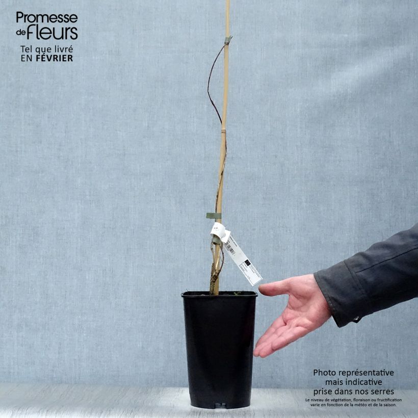 Wisteria venusta 2L/3L pot sample as delivered in winter