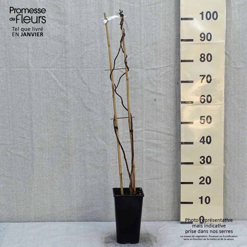 Wisteria frutescens 3L/4L pot sample as delivered in winter