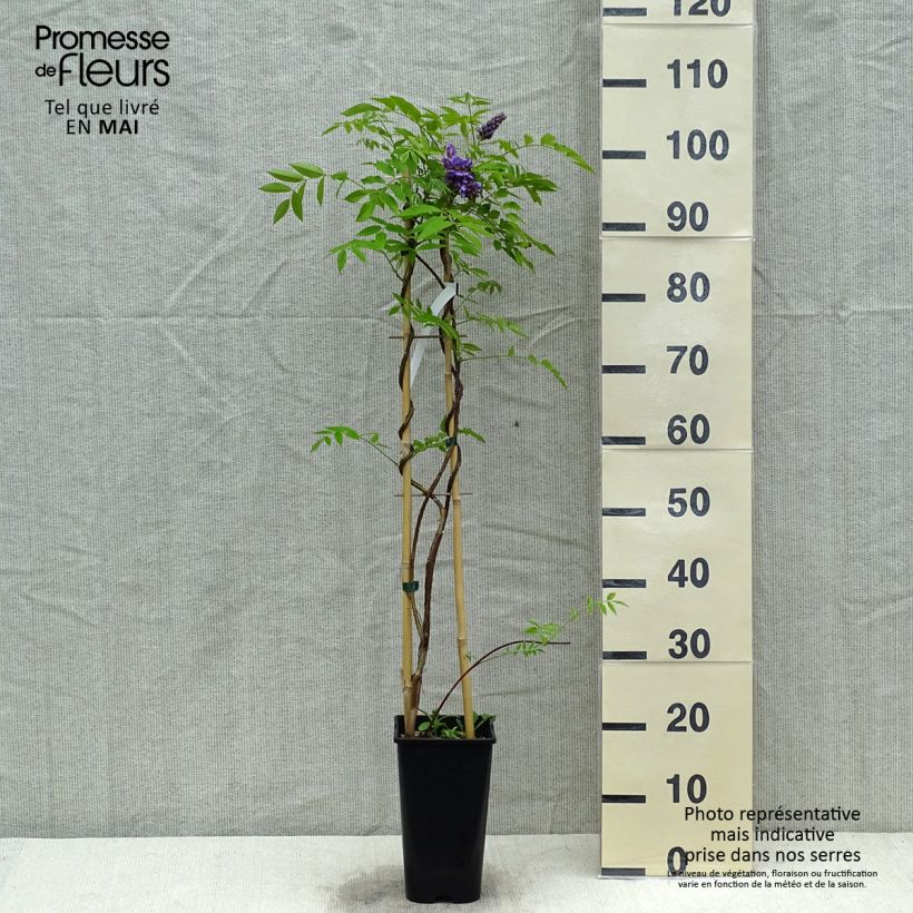 Wisteria frutescens 3L/4L pot sample as delivered in spring