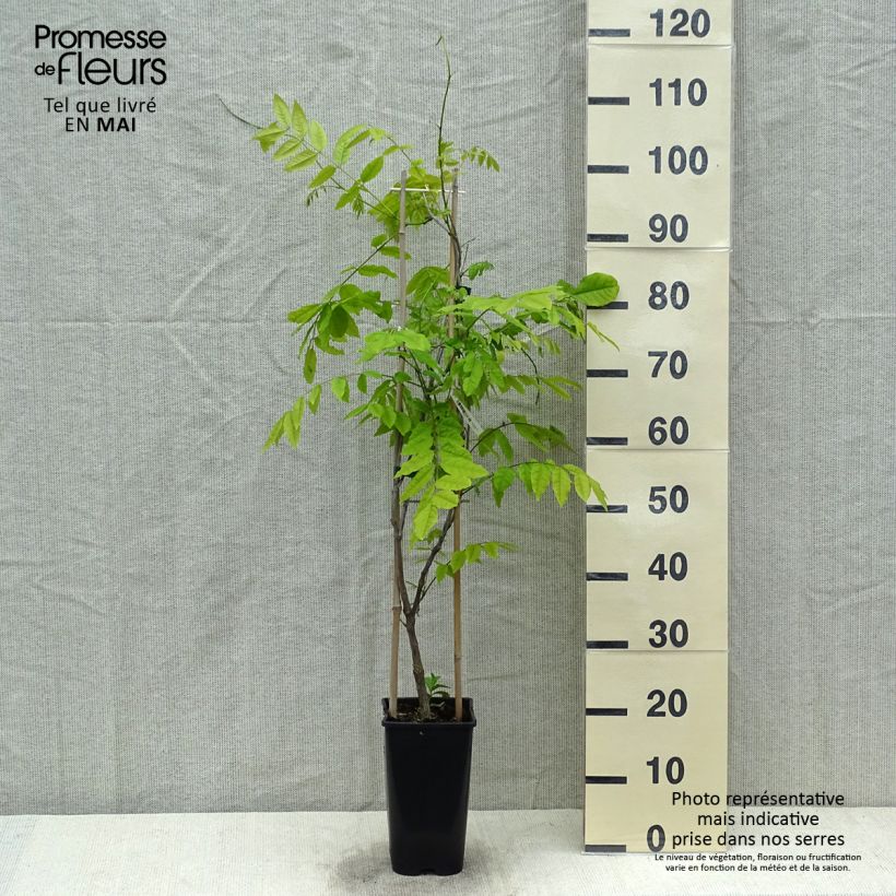 Wisteria floribunda Ed's Blue Dragon 2L/3L pot sample as delivered in spring