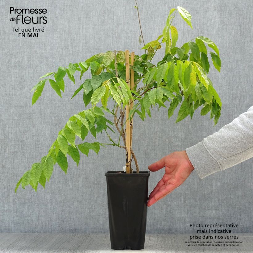 Wisteria floribunda Lipstick 3L/4L pot sample as delivered in spring