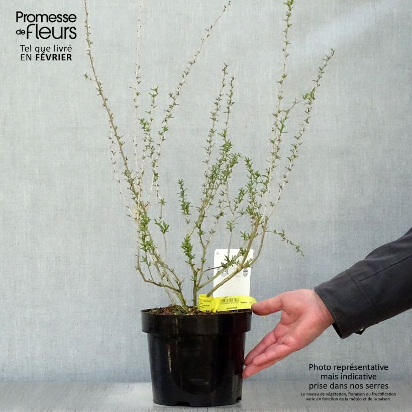 Lycium barbarum Big Lifeberry 1.5L/2L pot, Clump sample as delivered in winter