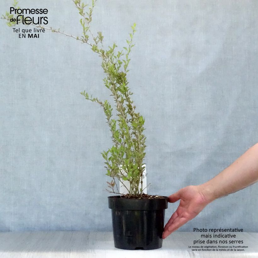 Lycium barbarum Big Lifeberry 1.5L/2L pot, Clump sample as delivered in spring