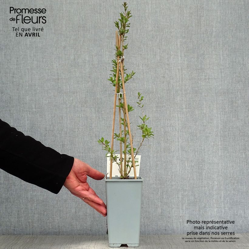 Lycium barbarum 1.5L/2L pot, Bush sample as delivered in spring