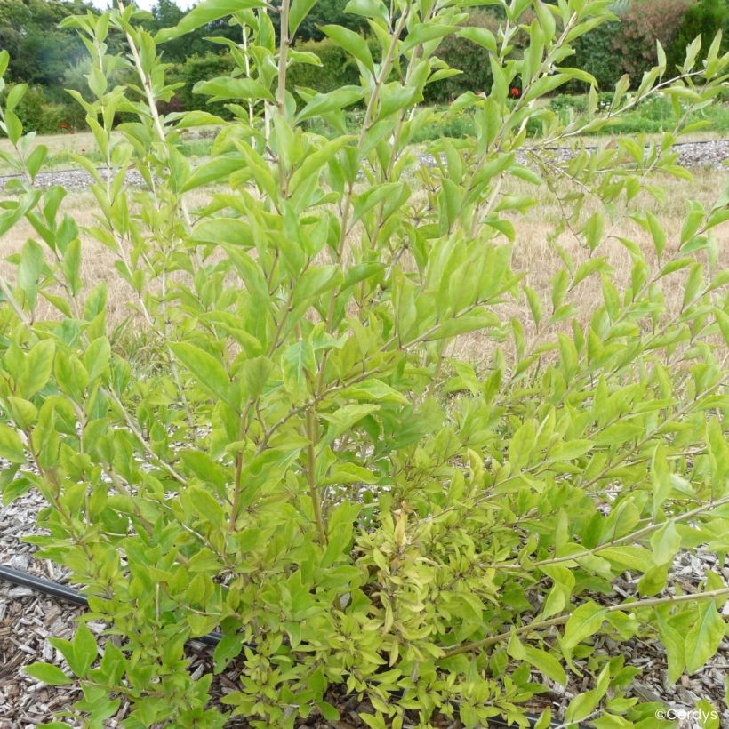 Lycium barbarum Q1 - Goji berry (Plant habit)
