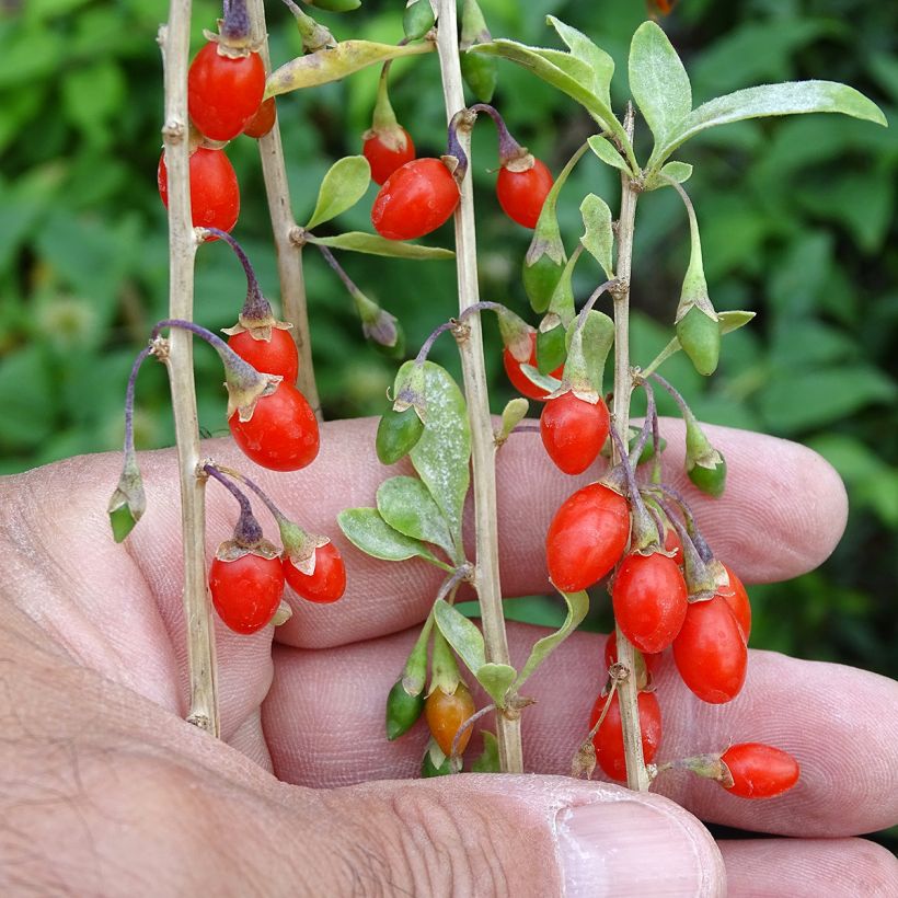 Lycium barbarum Sweet Lifeberry (Harvest)