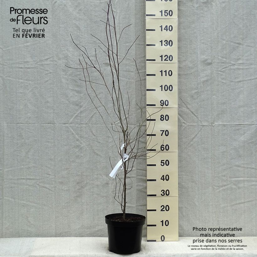 Nyssa sylvatica - Tupelo 7.5L/10L pot sample as delivered in winter