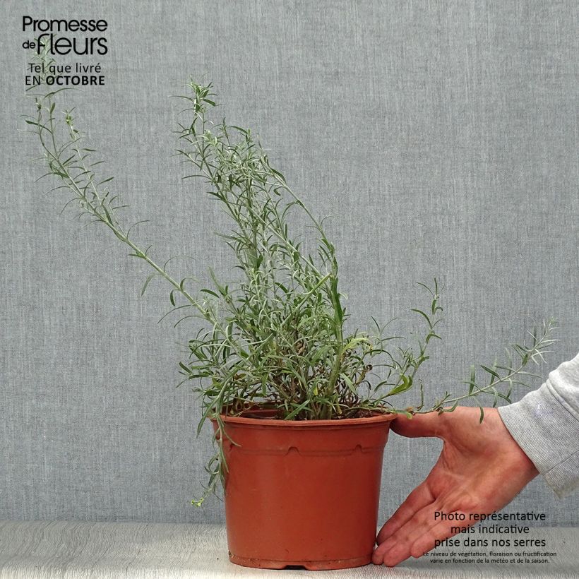 Gomphostigma virgatum White Candy 2L/3L pot sample as delivered in autumn