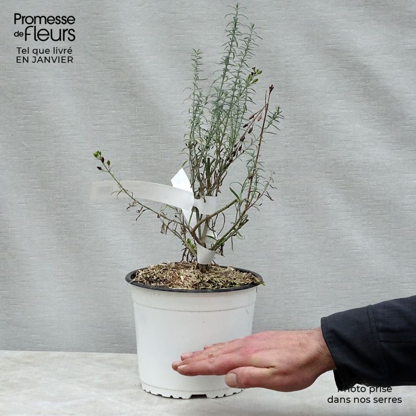 Gomphostigma virgatum White Candy 2L/3L pot sample as delivered in winter