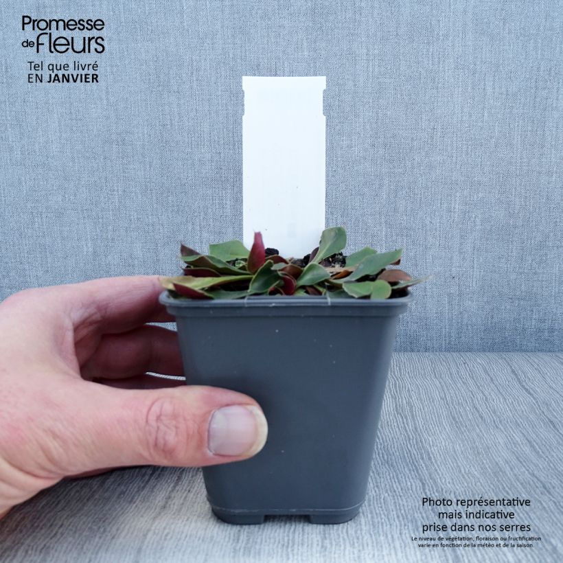 Goniolimon collinum 8/9 cm pot sample as delivered in winter