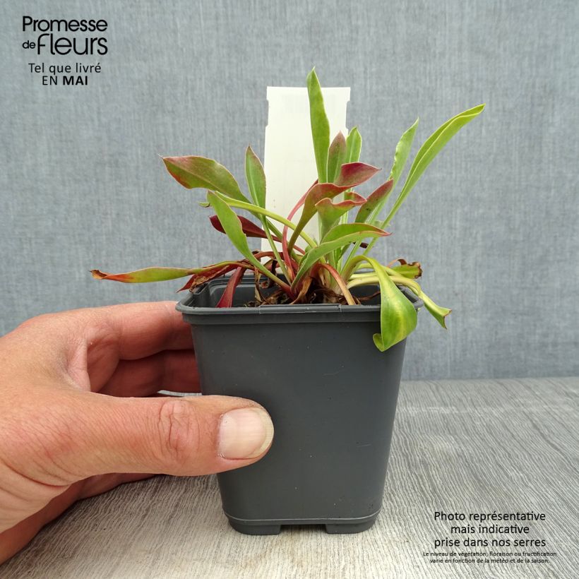 Goniolimon collinum 8/9 cm pot sample as delivered in spring