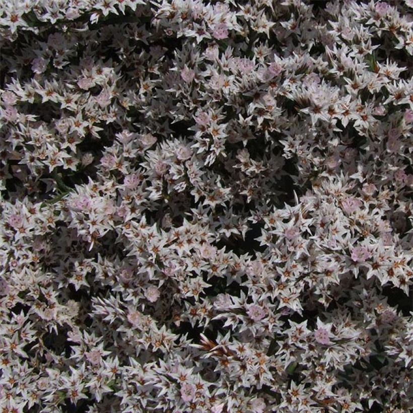 Goniolimon tataricum (Flowering)