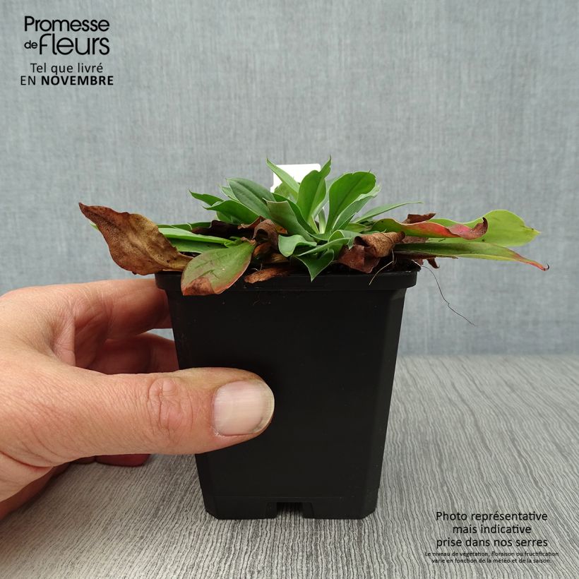 Goniolimon tataricum 8/9 cm pot sample as delivered in autumn