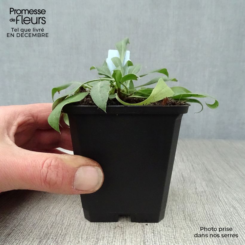 Goniolimon tataricum 8/9 cm pot sample as delivered in winter