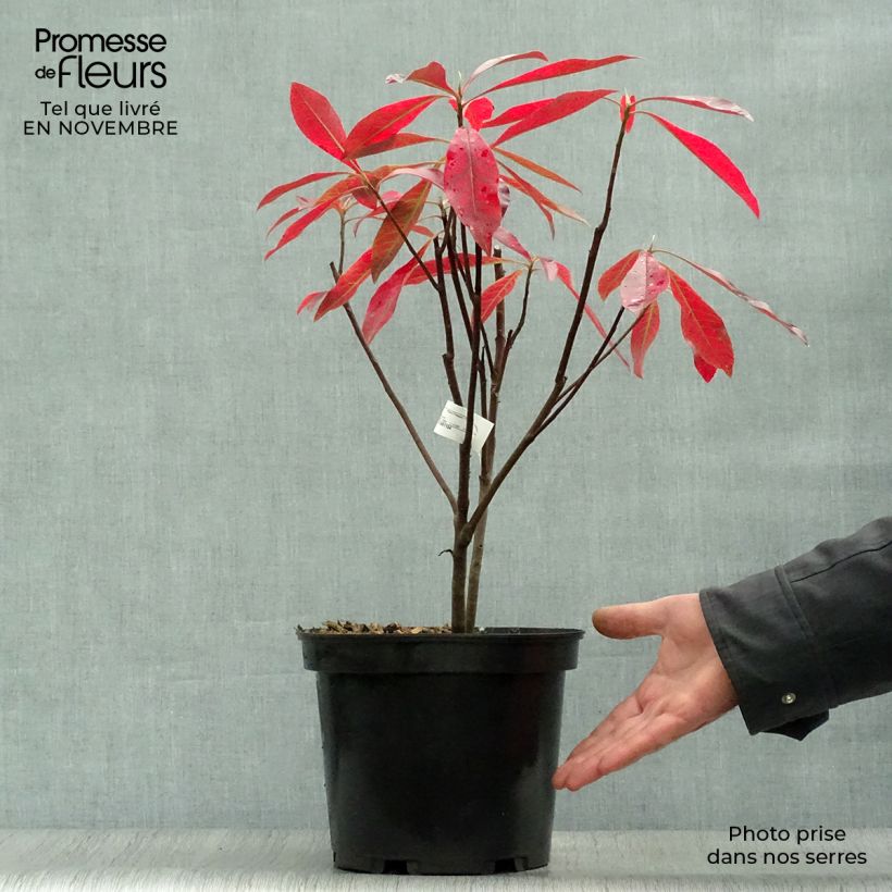 Gordlinia grandiflora 3L/4L pot sample as delivered in autumn