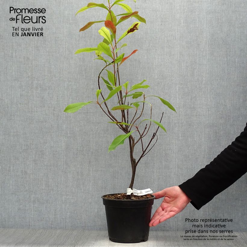 Gordlinia grandiflora 3L/4L pot sample as delivered in winter