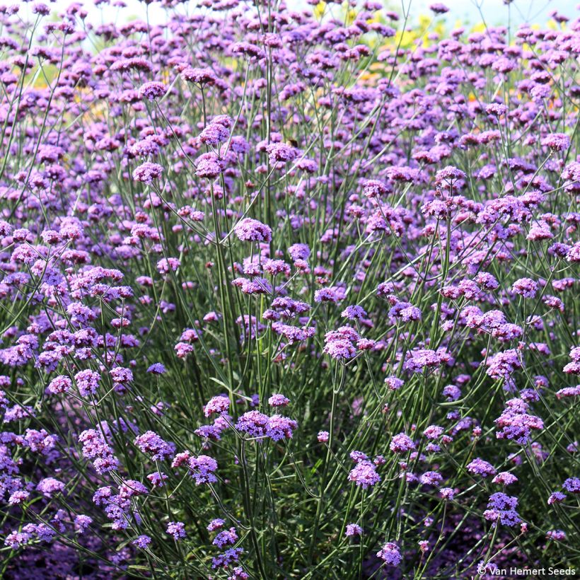 Verbena bonariensis Vanity - seeds (Plant habit)