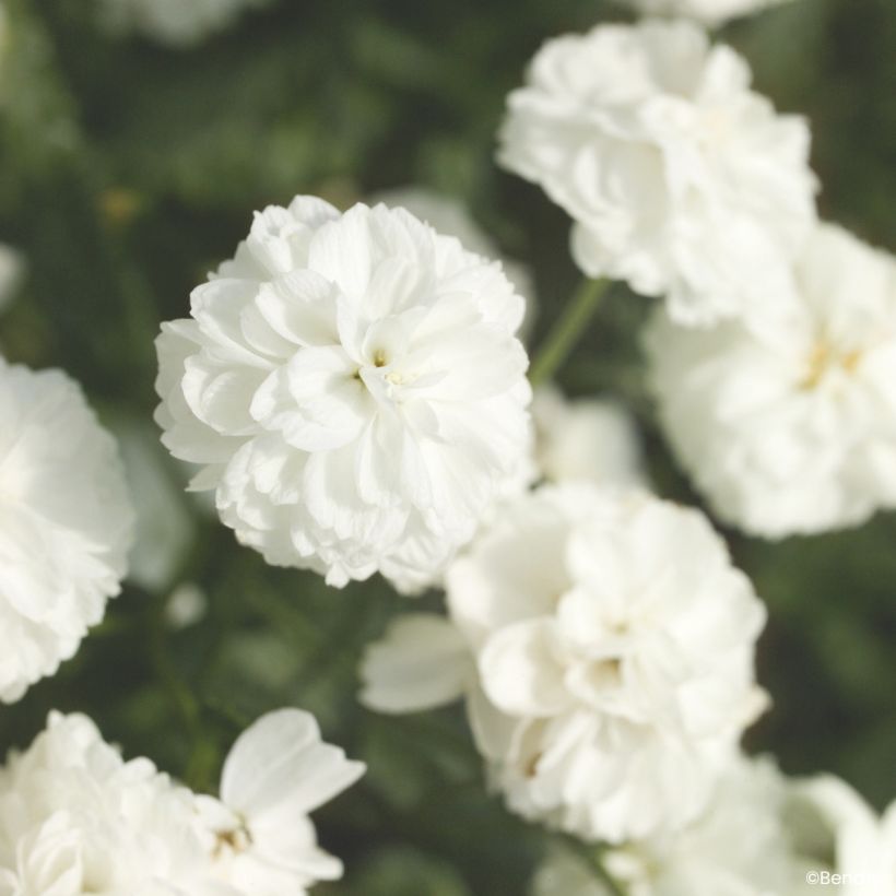 Achillea ptarmica Marshmallow seeds - Sneezewort (Flowering)