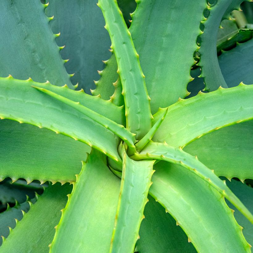 Aloe arborescens seeds (Foliage)