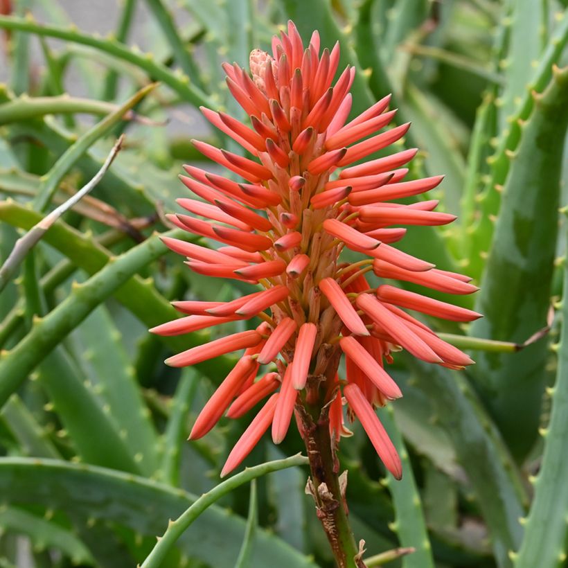 Aloe arborescens seeds (Flowering)