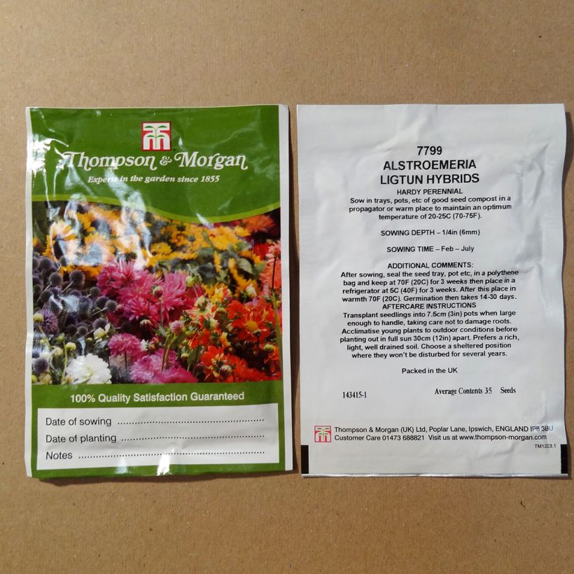 Example of Alstroemeria Ligtu Hybrids - Peruvian Lily per pack of 35 seeds specimen as delivered