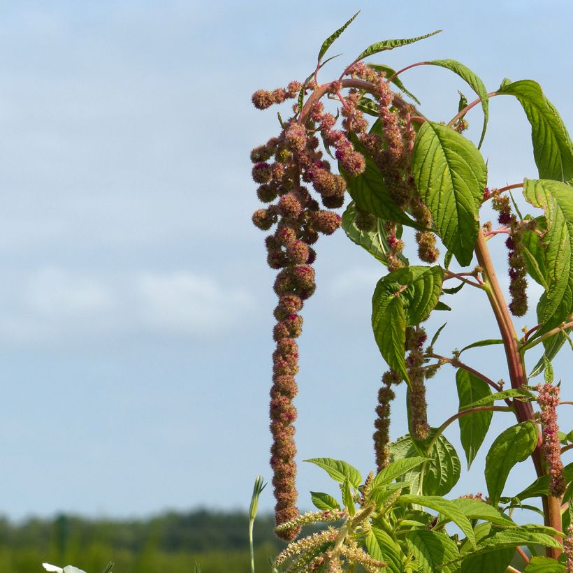 Amaranthus caudatus Mira seeds - Love-lies-bleeding (Flowering)