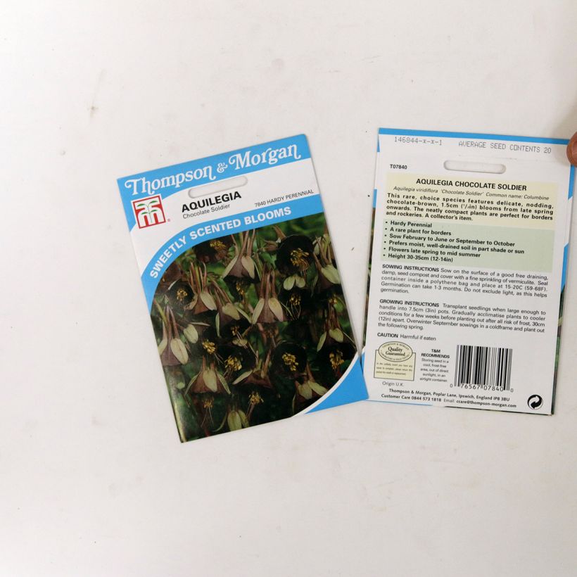 Example of Aquilegia viridiflora Chocolate Soldier - Columbine Seeds per pack of 20 seeds specimen as delivered
