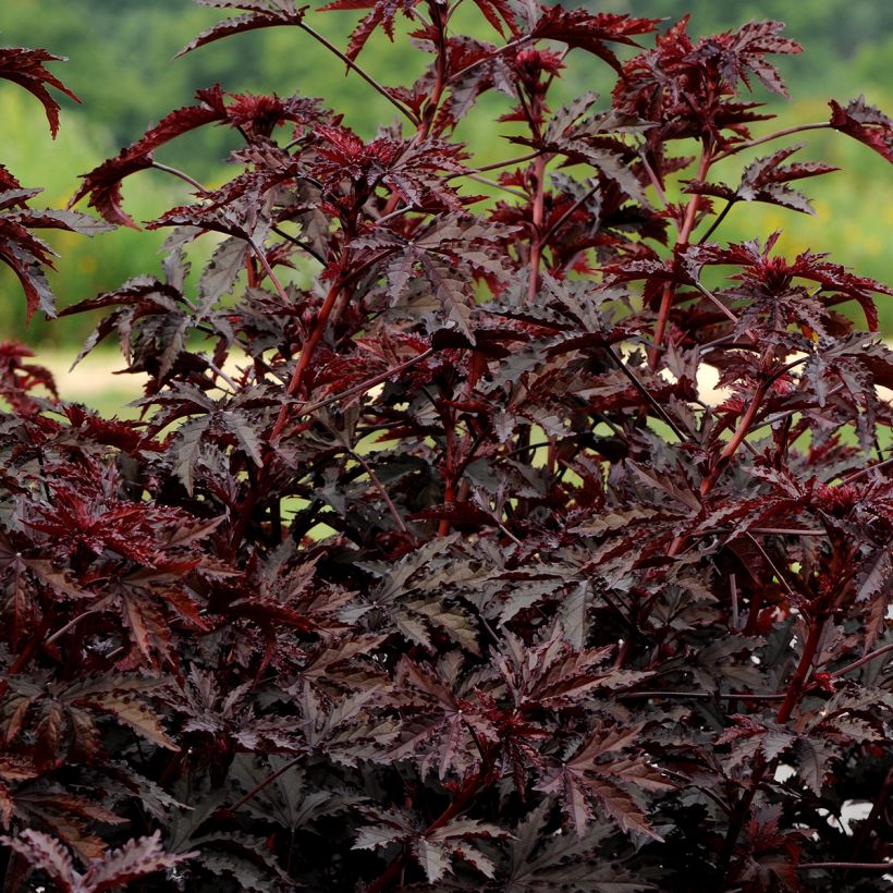 Hibiscus acetosella Mahogany Splendor seeds (Plant habit)