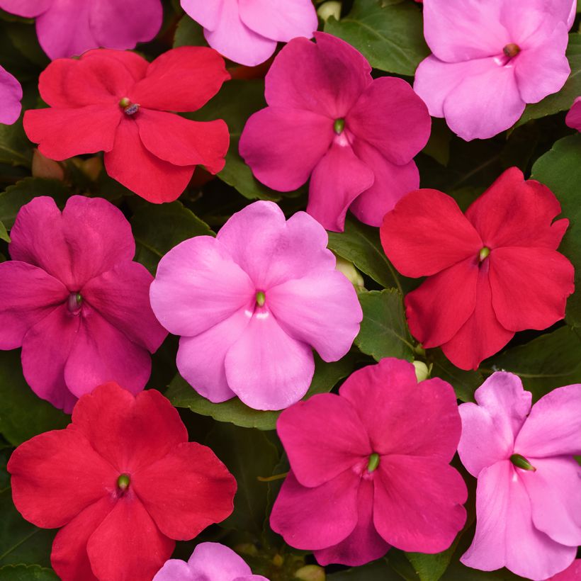Impatiens walleriana Beacon F1 Otway Mix seeds - Busy lizzie (Flowering)
