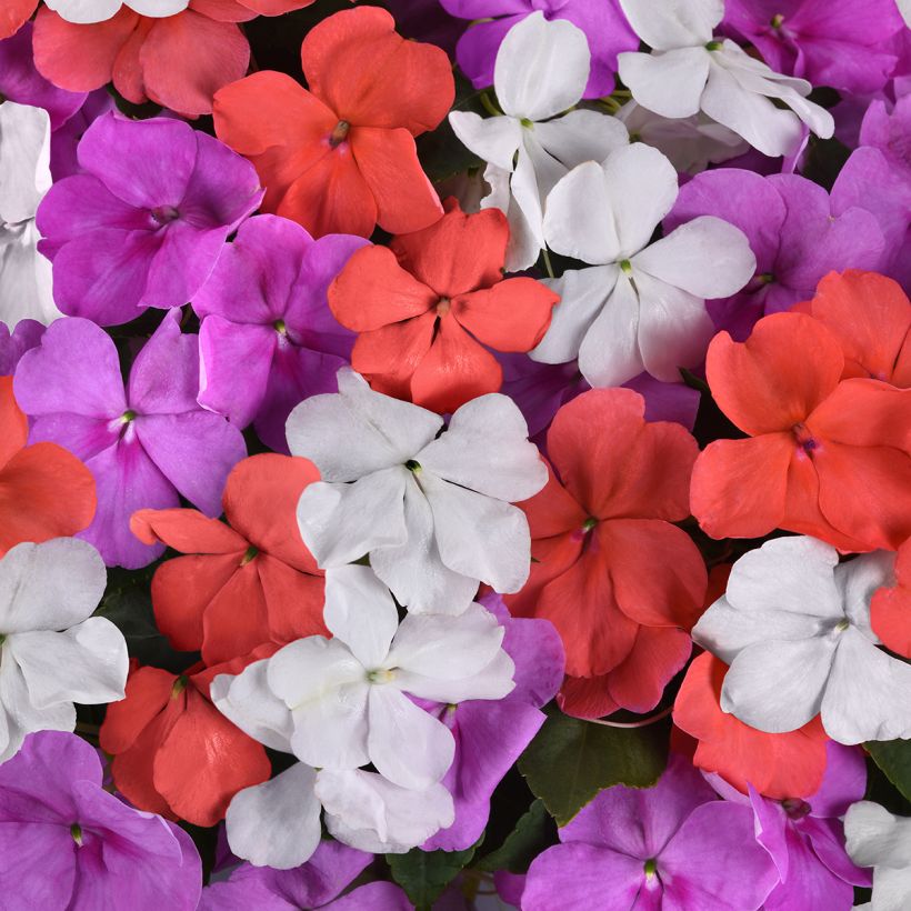 Impatiens Pearl Island Mix - Busy Lizzie seeds (Flowering)