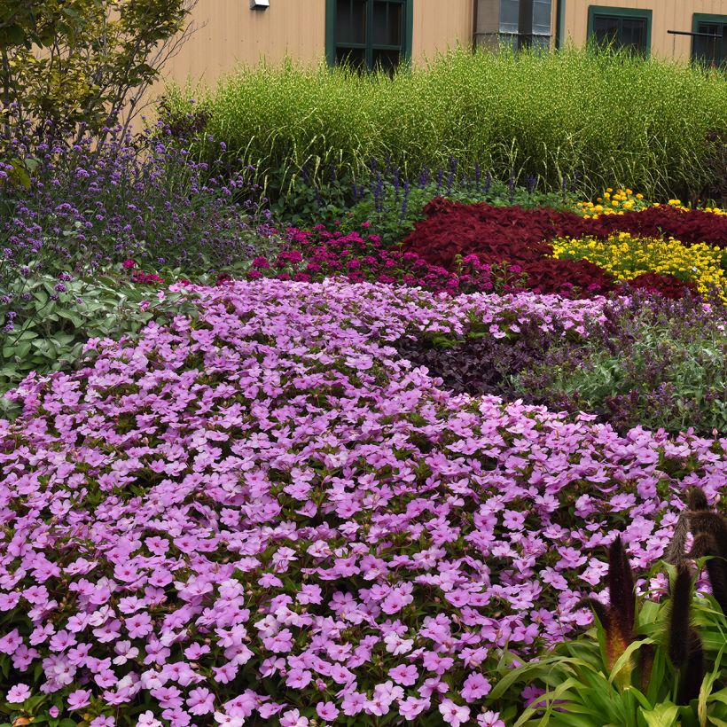Impatiens XL Lilac Spark - Busy Lizzie seeds (Plant habit)
