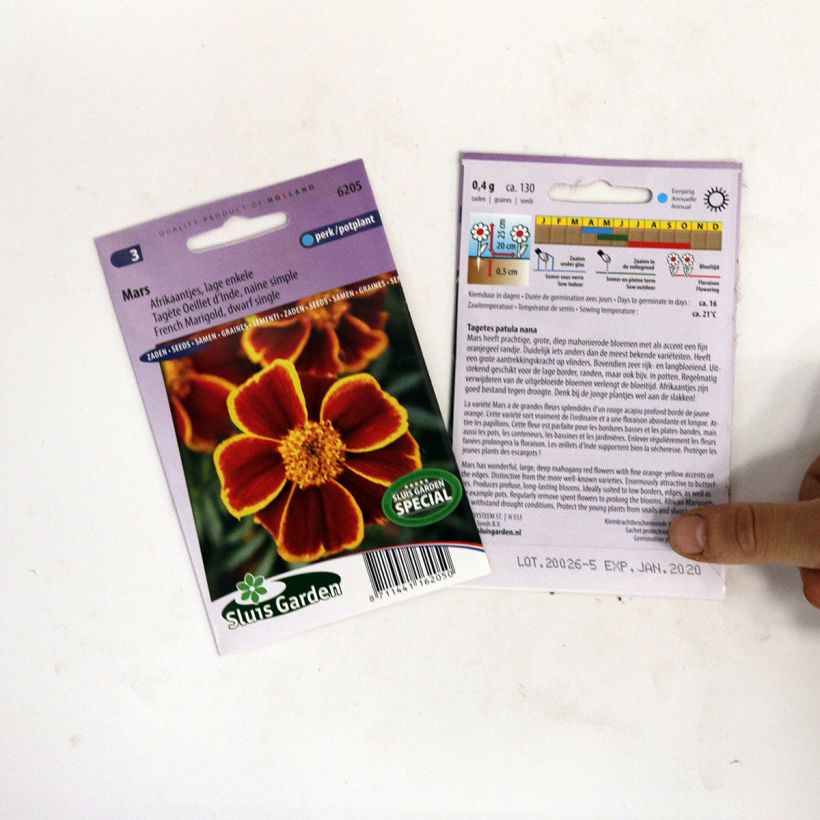 Example of Mars Marigold Seeds - Tagetes patula per pack of 130 seeds specimen as delivered