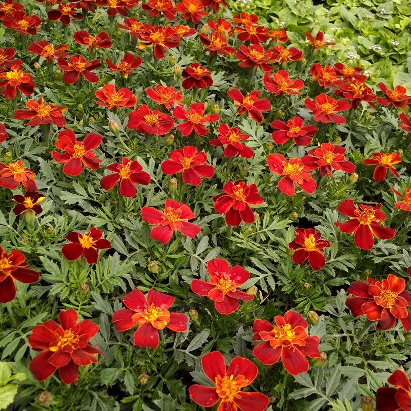 French Marigold Durango Red Seeds - Tagetes patula (Flowering)