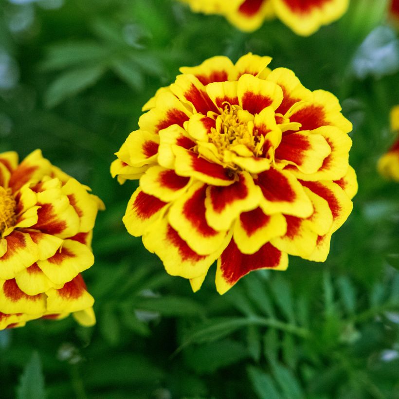 African Marigold Mango Tango seeds - Tagetes erecta (Flowering)