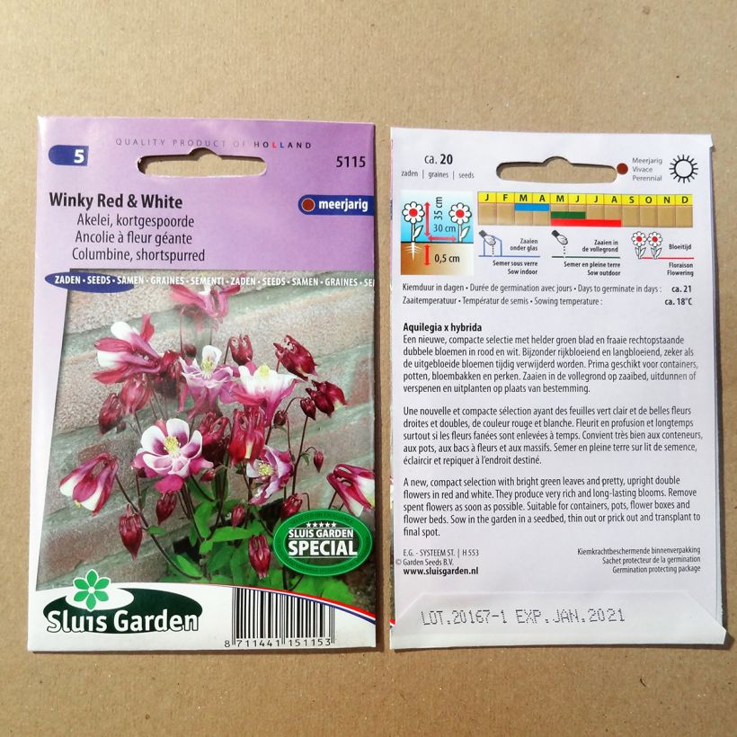 Example of Dwarf Aquilegia Winky Red and White Seeds - Columbine per pack of 20 seeds specimen as delivered