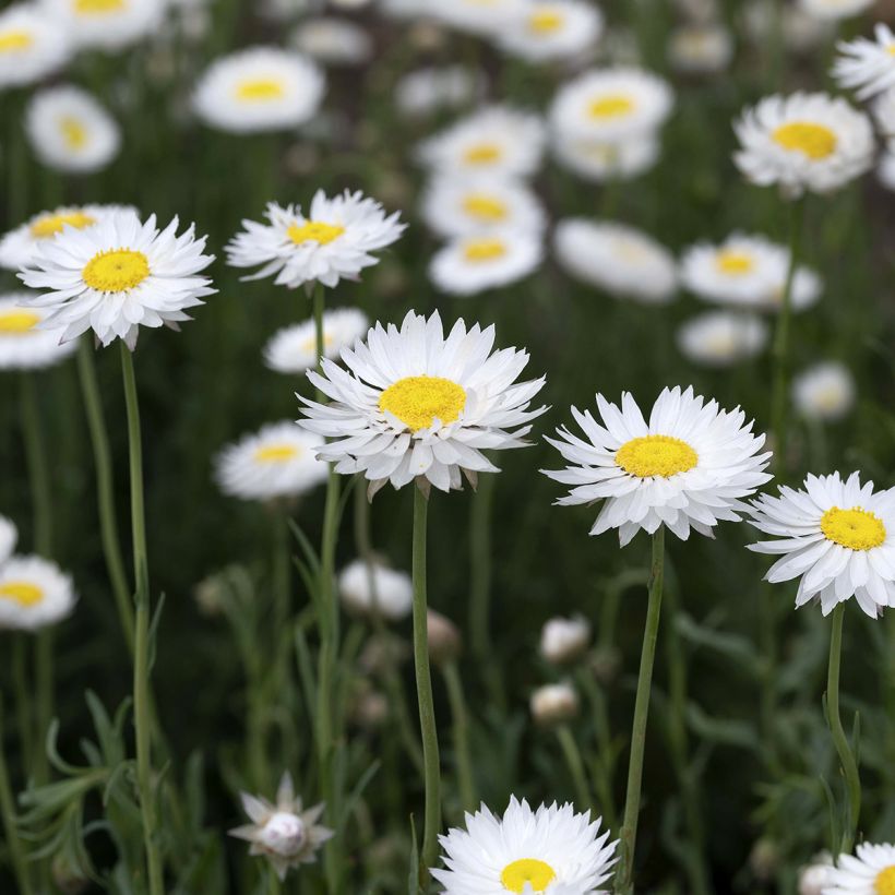 Acroclinium Blanche  seeds - Everlasting (Flowering)