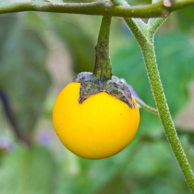 Aubergine Thai Yellow Egg (Harvest)