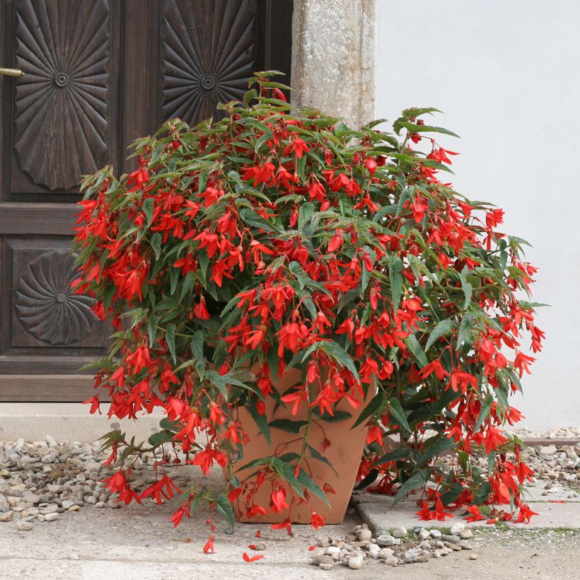Begonia boliviensis Copacabana Red coated seeds (Plant habit)