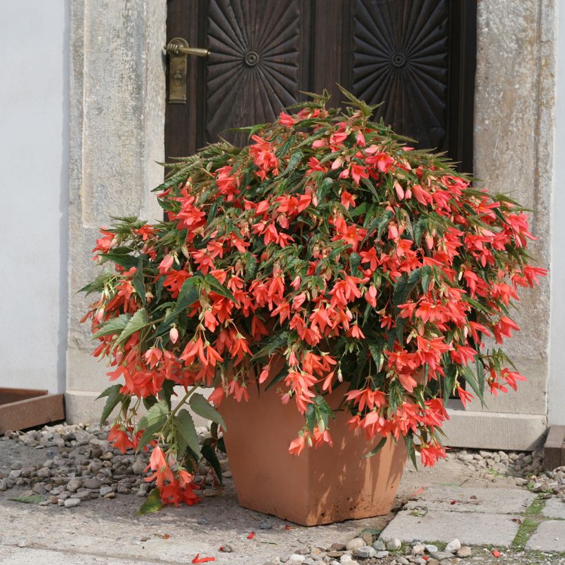 Begonia boliviensis Copacabana Salmon coated seeds (Plant habit)