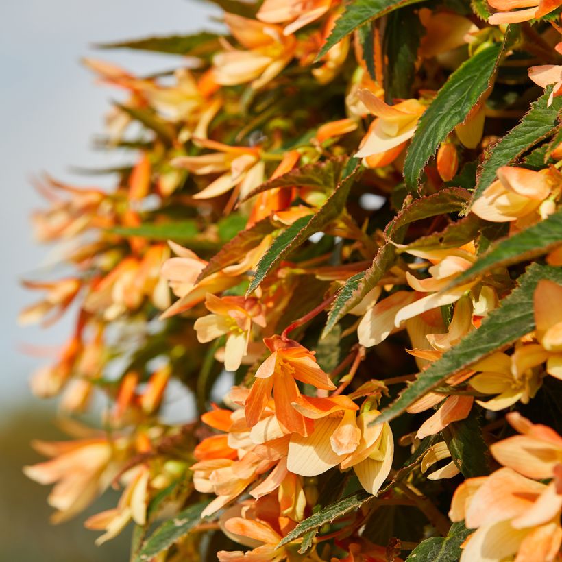 Begonia boliviensis Copacabana Tricolour coated seeds (Flowering)
