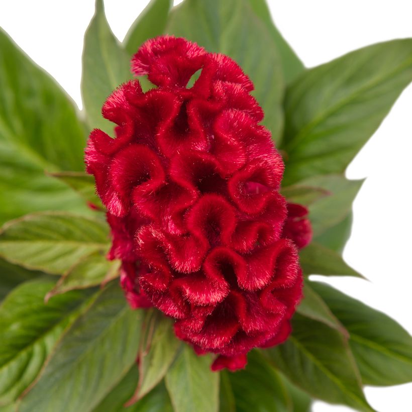 Celosia cristata Red Jack seeds - Crested Cock's-comb (Flowering)