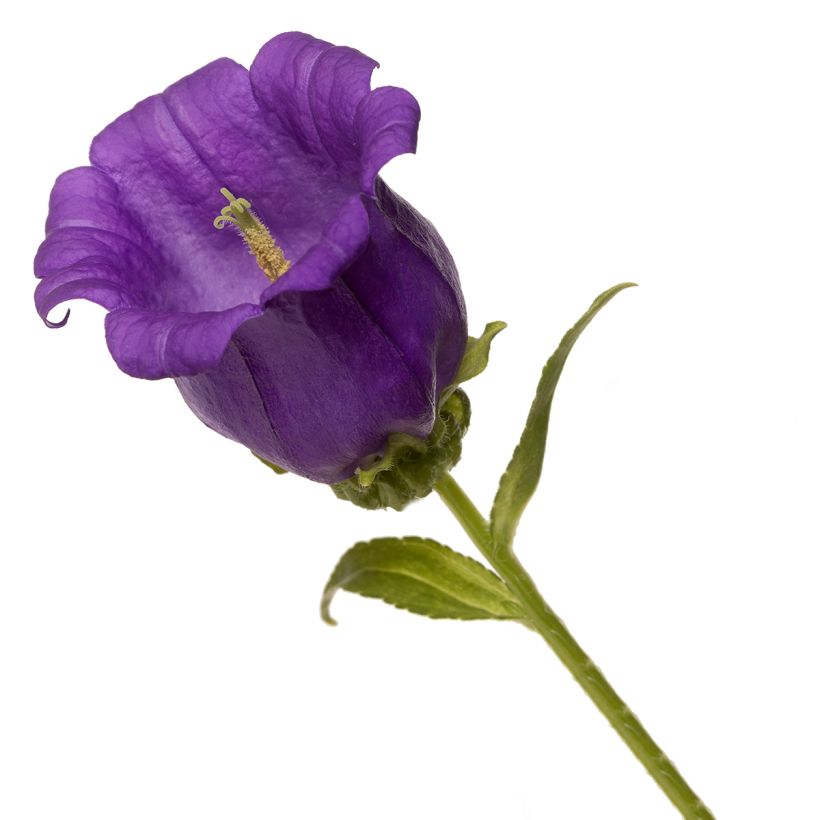 Campanula medium Big Ben Deep Blue coated seeds - Canterbury bells (Flowering)
