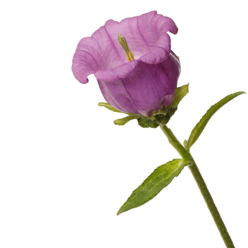 Campanula medium Big Ben Lavender coated seeds - Canterbury bells (Flowering)