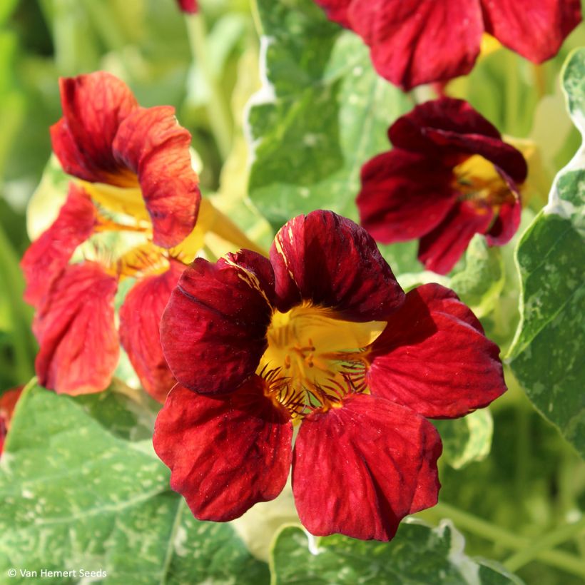 Tropaeolum Troika Velvet - Nasturtium (Flowering)