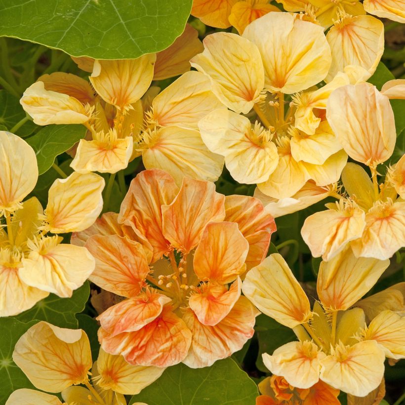 Tropaeolum major Whirlybird Apricot seeds - Nasturtium (Flowering)